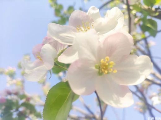 海棠花节开始啦，为期七天，欢迎新老朋友积极参与