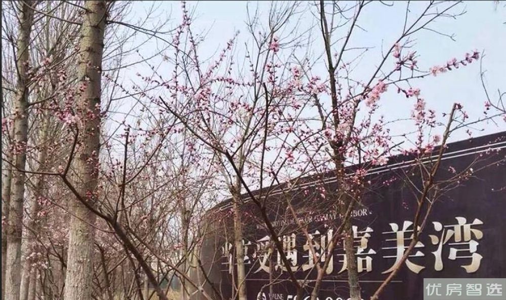 美克嘉美湾97