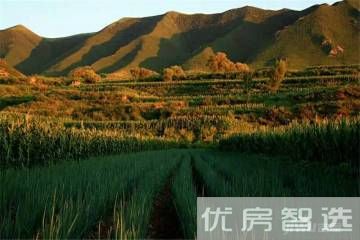 天成绿洲97