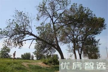 天成绿洲97